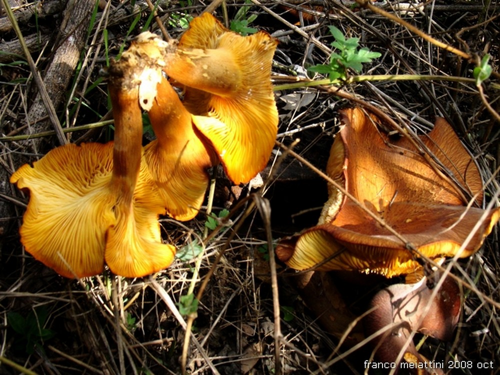 Nel secco bosco di leccio